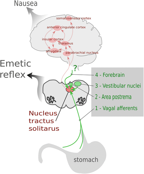 The Physiology of Vomiting SpringerLink