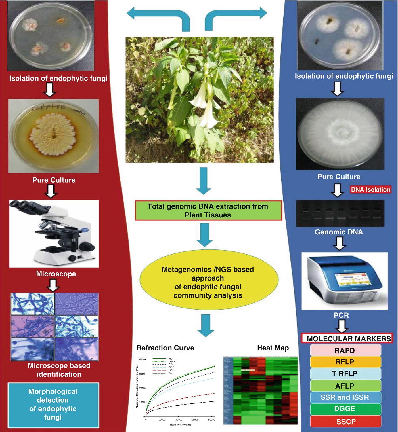 Molecular Diversity And Detection Of Endophytic Fungi Based On Their Antimicrobial Biosynthetic Genes Springerlink