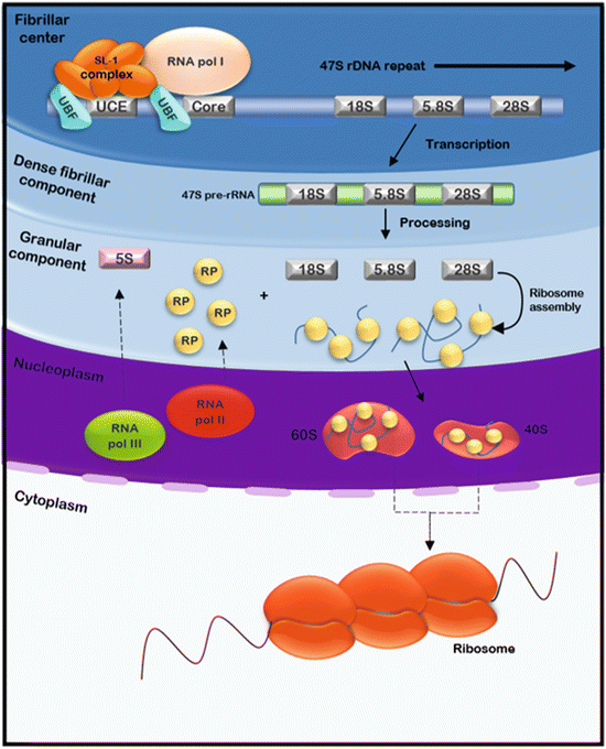The Nucleolus Structure And Function Springerlink