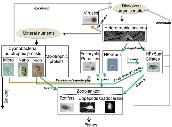Diversity and Biogeography of Picoeukaryotes: New Insights into the ...