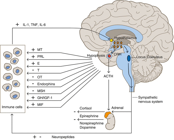 Psycho-neuro-endocrino-immunology Paradigm and Cardiovascular Diseases ...