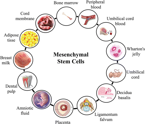 سلول های بنیادی مزانشیمی