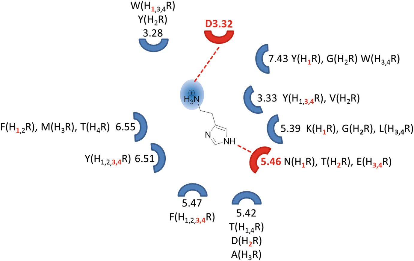 Molecular Aspects Of Histamine Receptors Springerlink Molecular Aspects Of Histamine Receptors Springerlink