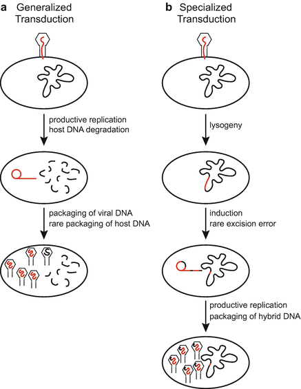 Bacteriophage Mediated Horizontal Gene Transfer Transduction Springerlink
