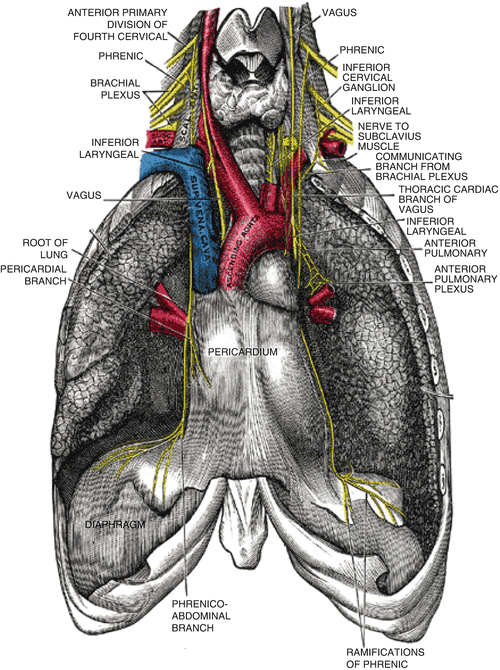 Phrenic Nerve Reconstruction for Diaphragmatic Paralysis and Ventilator