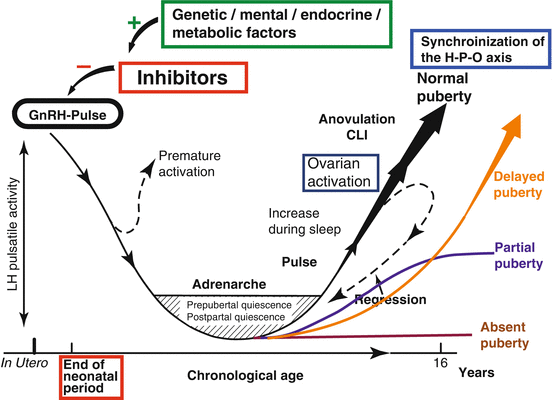 Female Puberty Chart