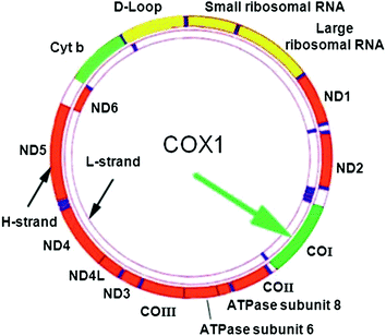 Dna Barcoding In The Marine Habitat An Overview Springerlink