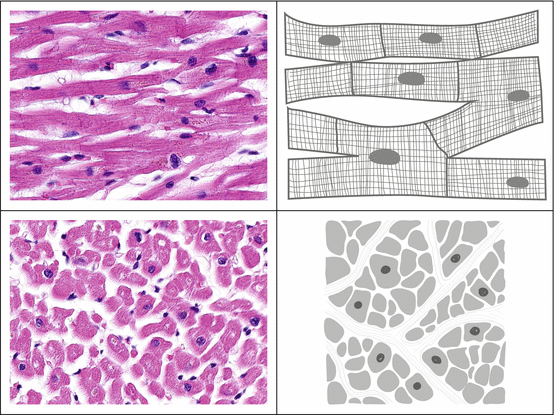 wallpapers Cardiac Mussle Tissue muscle tissue springerlink