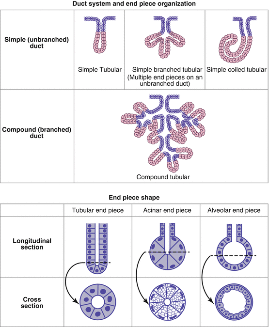 Glandular Epithelium And Glands Springerlink