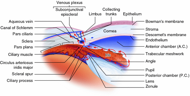 The Blood Supply to the Eyeball | SpringerLink