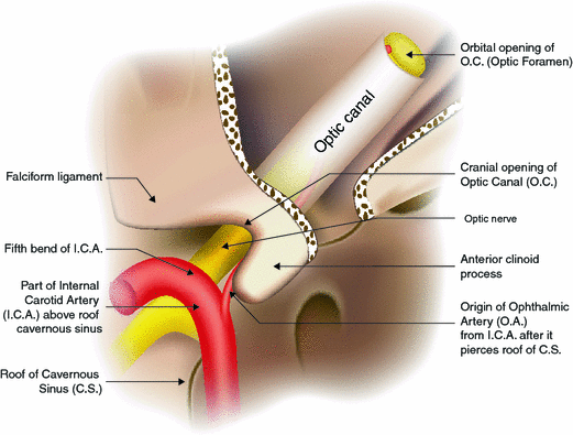 The Blood Supply To The Eyeball Springerlink