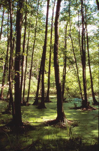 Woody Vegetation Of Floodplains And Swamps Springerlink