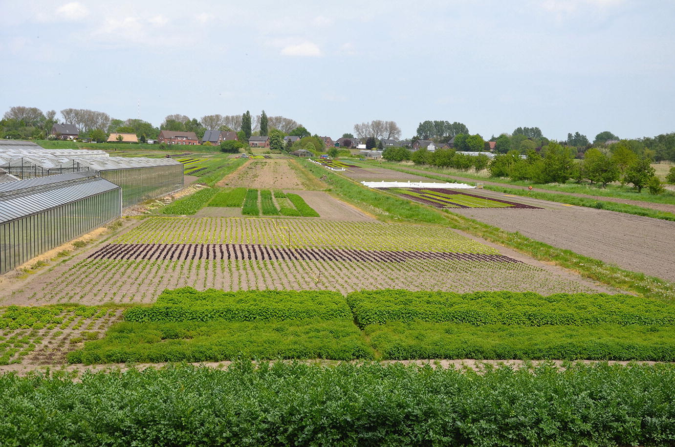 Vegetation Of Arable Fields Gardens And Vineyards Springerlink