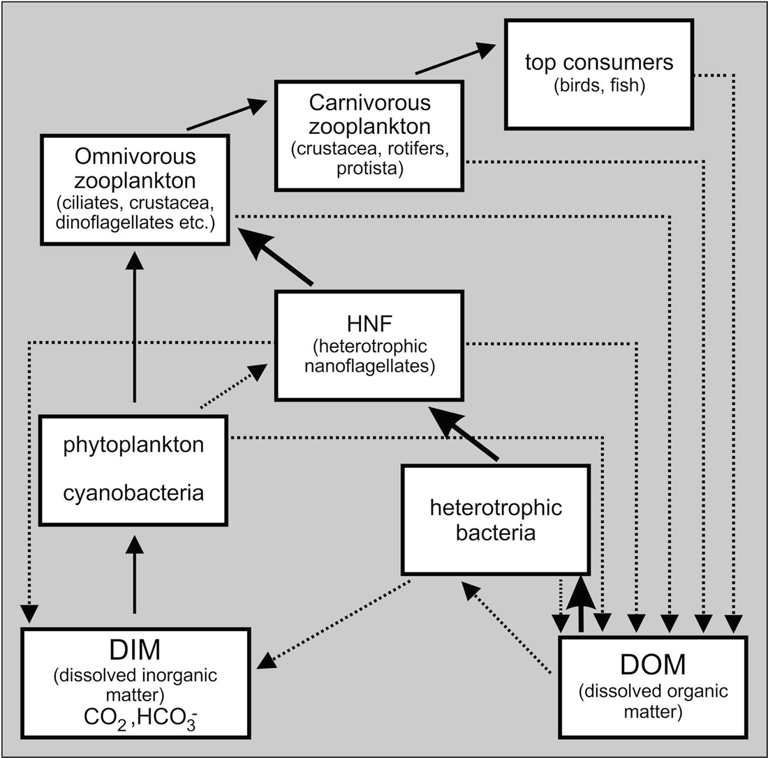 Vegetation Of Freshwater Habitats Springerlink