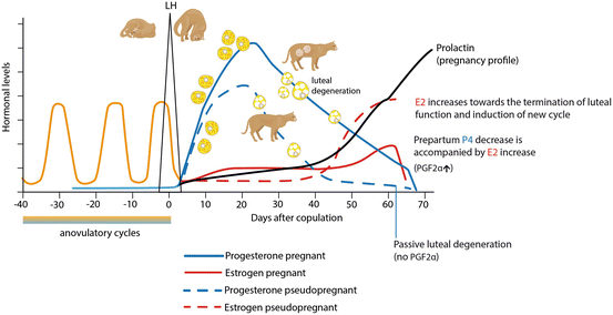 cat fertility cycle