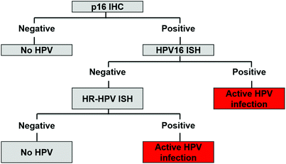 Hpv related oropharyngeal cancer
