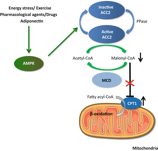 Regulation of Carbohydrate Metabolism, Lipid Metabolism, and Protein