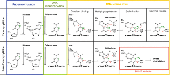 Dna Methyltransferase Inhibitors Development And Applications Springerlink