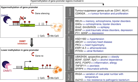 Dna Methyltransferase Inhibitors Development And Applications Springerlink