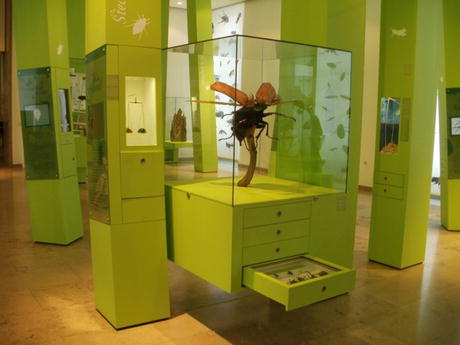 Karlsruhe The Zoological Collections Of The State Museum Of