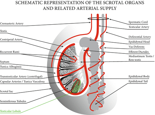 Doppler Ultrasound Color Chart