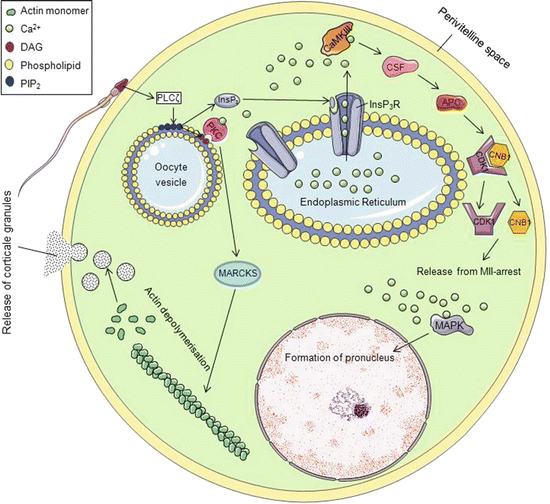 Oocyte Activation and Fertilisation: Crucial Contributors from the ...