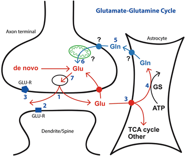 The Glutamate Glutamine Cycle In Epilepsy Springerlink