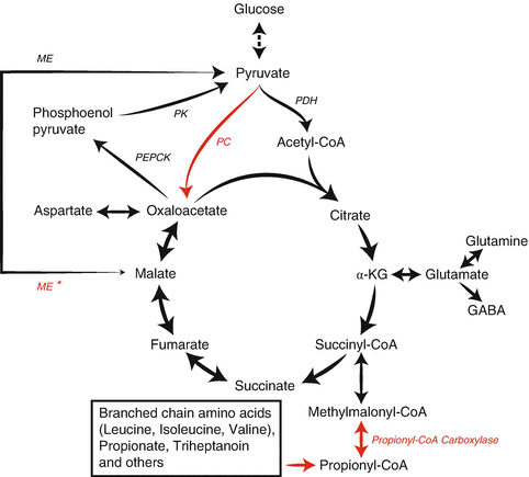 Anaplerosis For Glutamate Synthesis In The Neonate And In Adulthood Springerlink