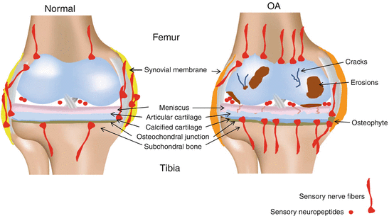 Open image in new window ... The Sensory and Sympathetic Nervous System in Cartilage Physiology ...