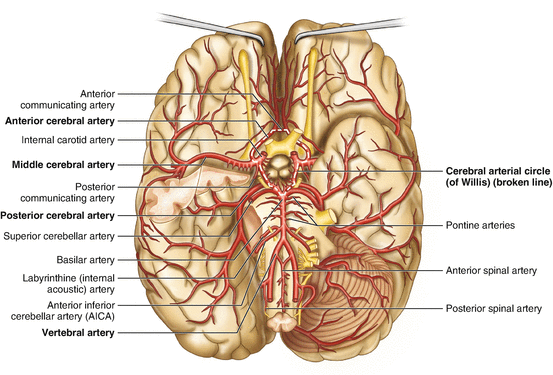Anatomical Principles of the Circulatory System | SpringerLink