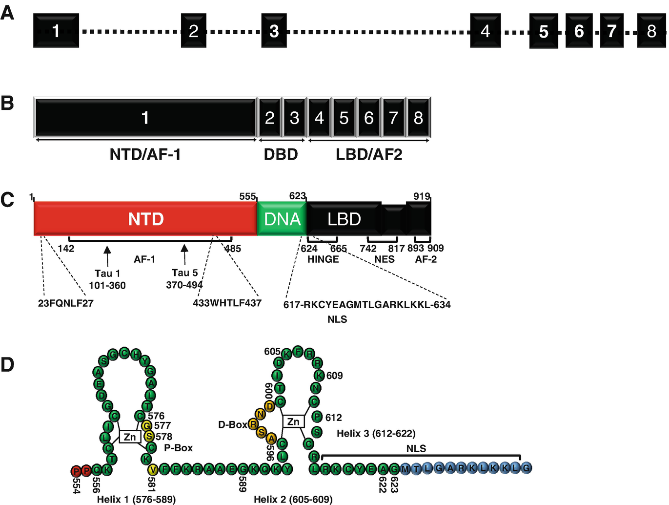 Androgen Receptor In Health And Disease Springerlink Open Image In New Window