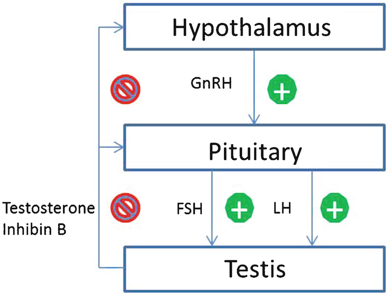 Hypogonadotropic and Hypergonadotropic Hypogonadism | SpringerLink