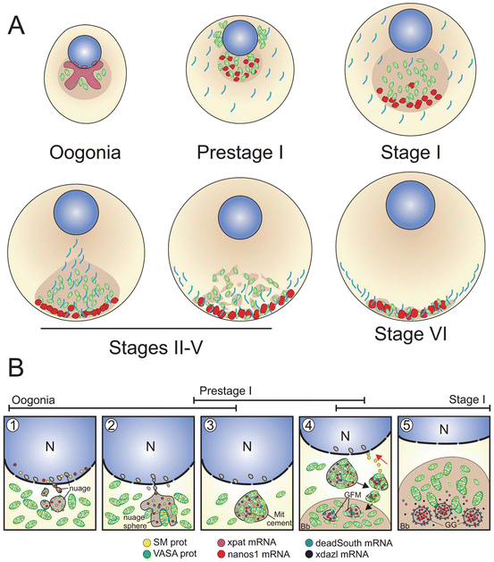 Mechanisms of Vertebrate Germ Cell Determination | SpringerLink