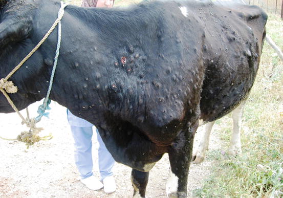 Lumpy Skin Disease (Knopvelsiekte, Pseudo-Urticaria, Neethling Virus  Disease, Exanthema Nodularis Bovis) | SpringerLink