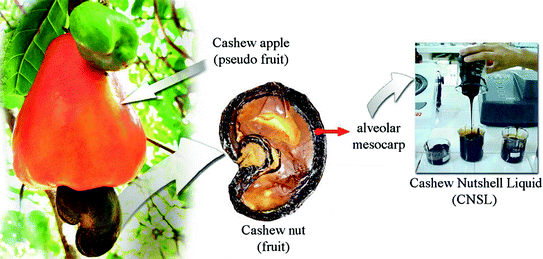Cashew Nutshell Liquid Cnsl From An Agro Industrial Waste To A Sustainable Alternative To Petrochemical Resources Springerlink