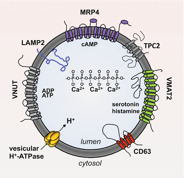 Platelet Secretion Springerlink