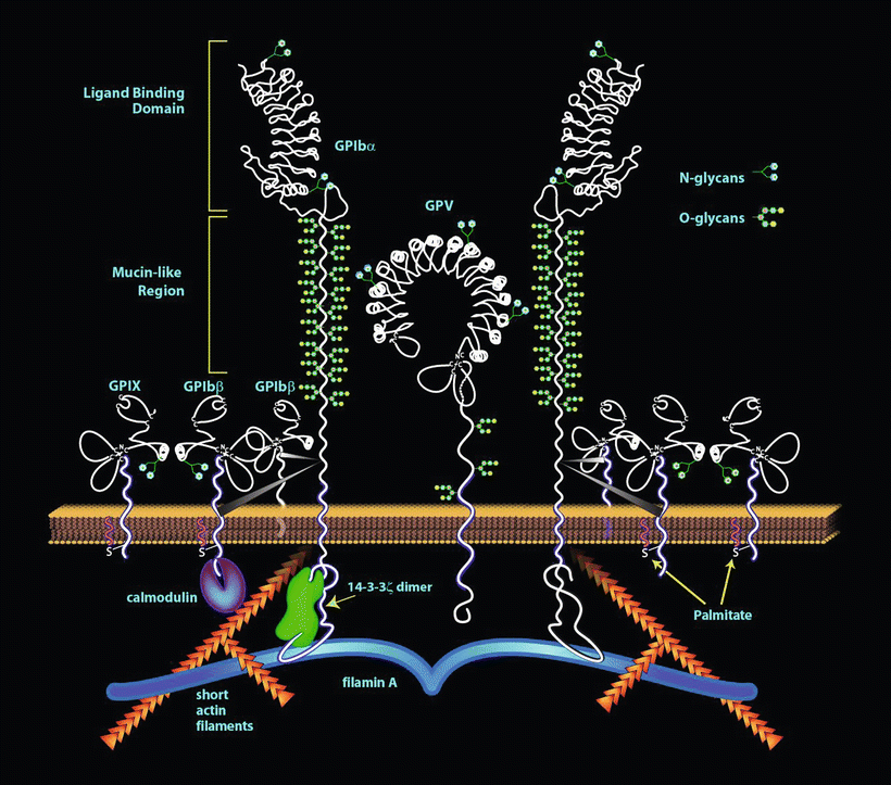 The Platelet Glycoprotein Ib Ix V Complex Springerlink