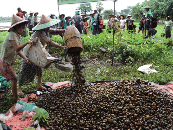 Ecology And Management Of Apple Snails In Rice Springerlink