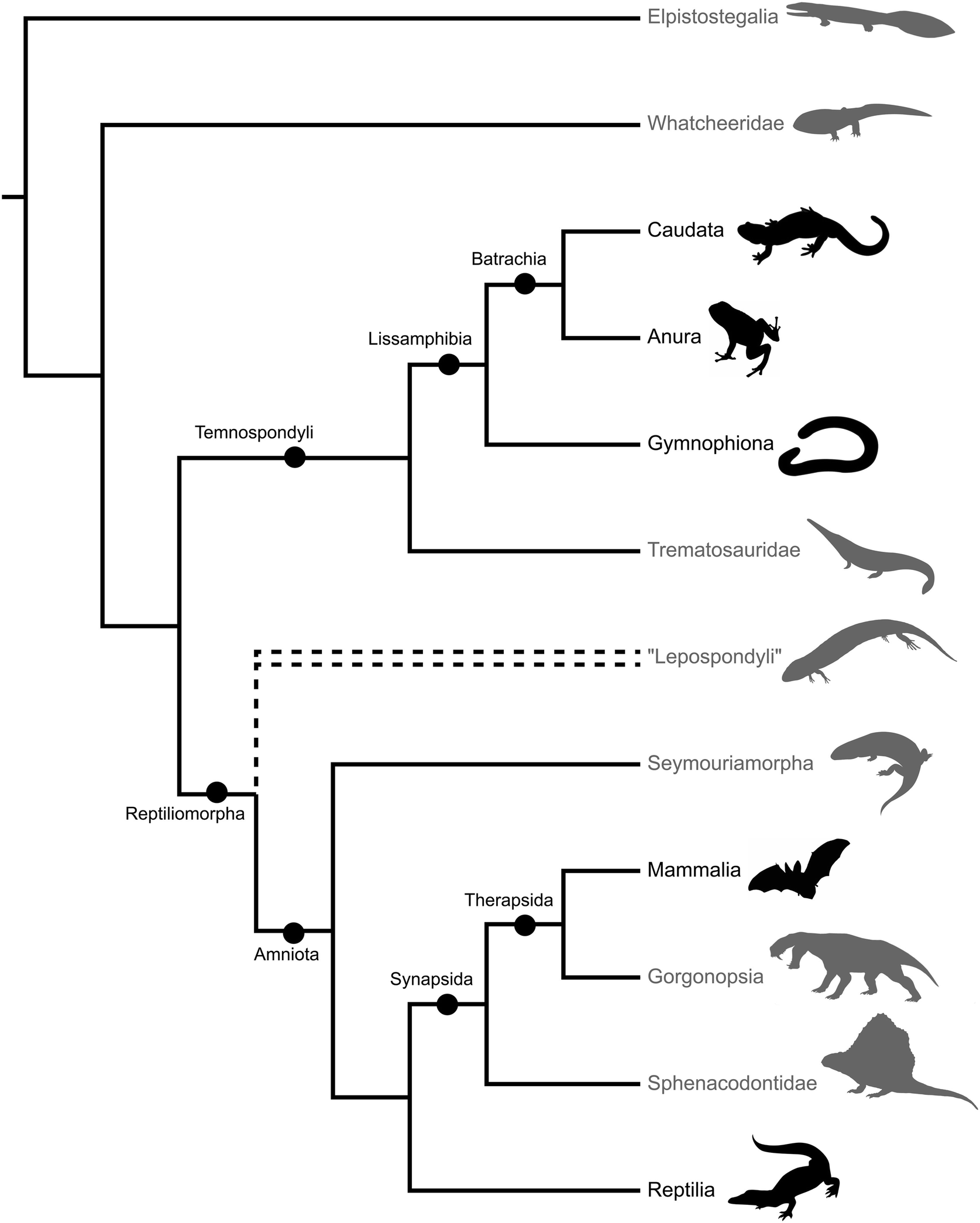 Vertebrates Chordata Springerlink Vertebrates Chordata Springerlink
