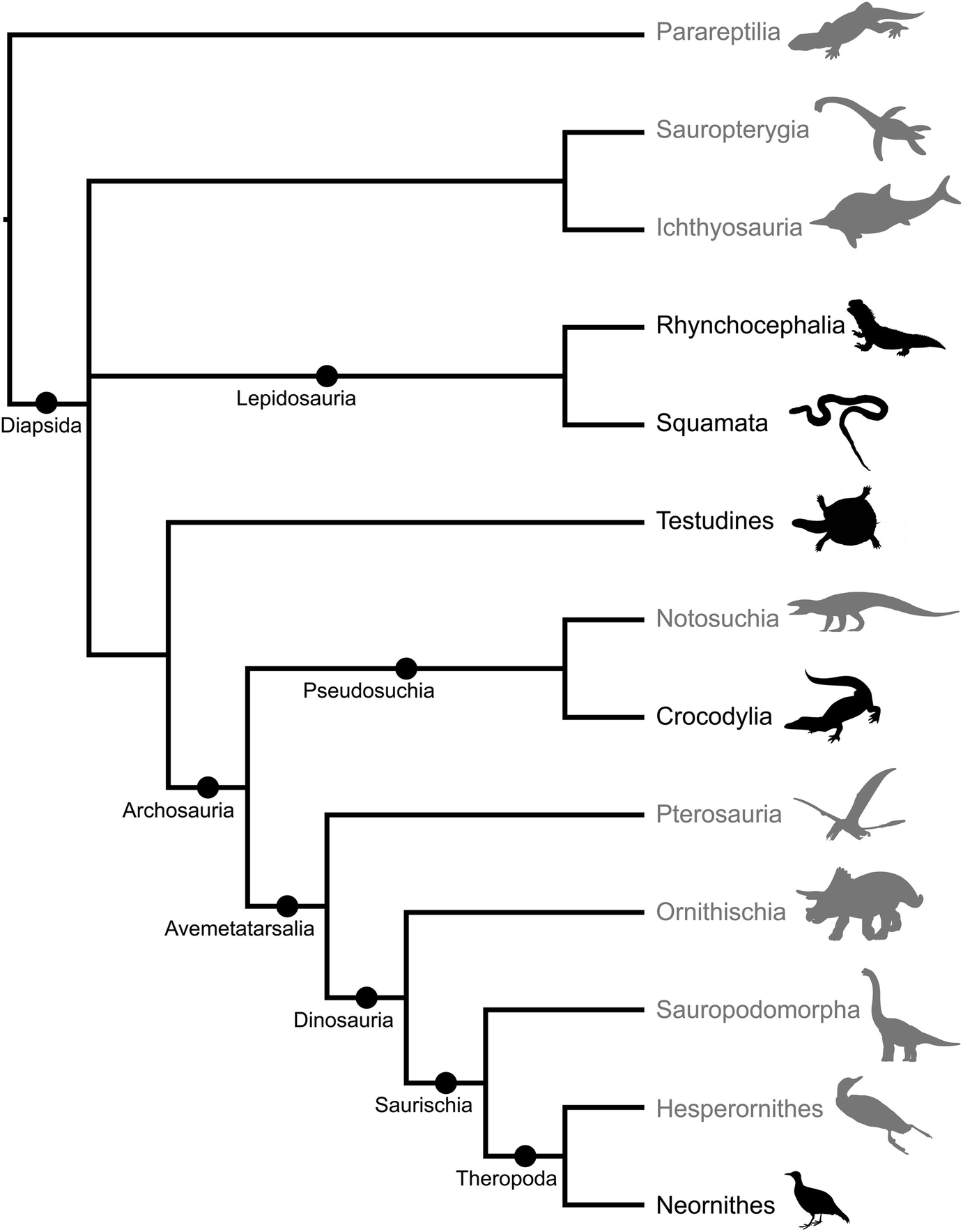 Vertebrates Chordata Springerlink Vertebrates Chordata Springerlink