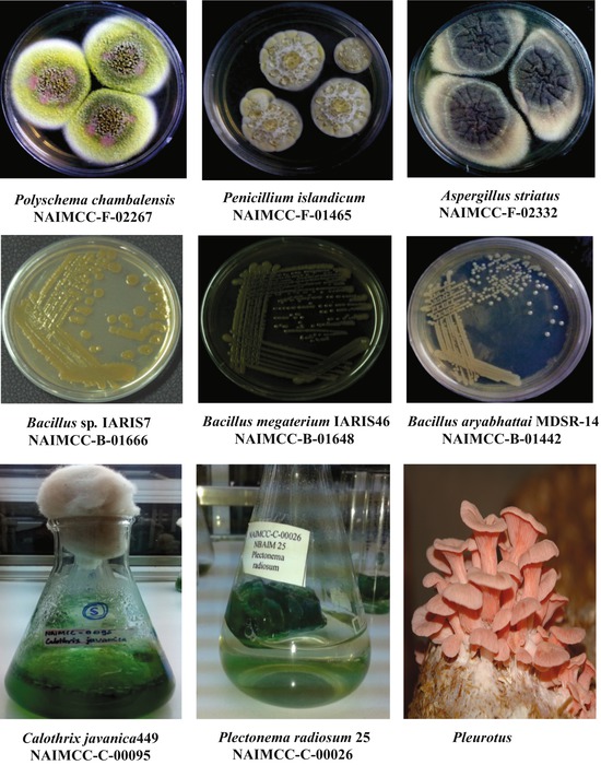Microbial Cultures Maintenance, Preservation and Registration