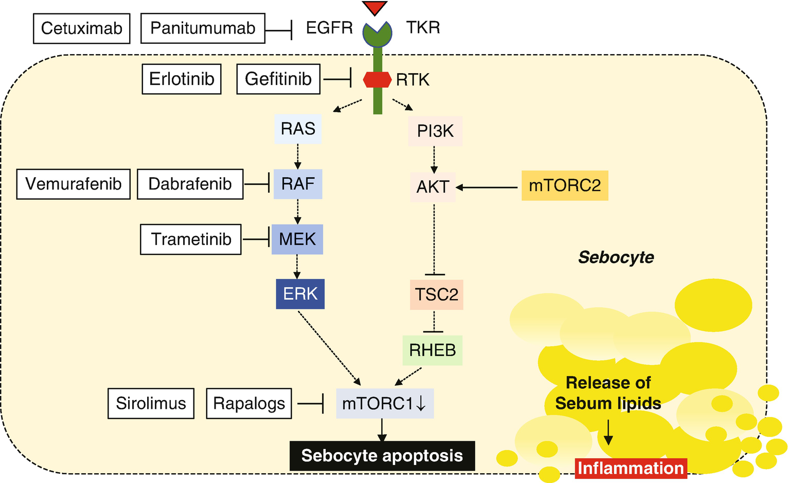 Acne Mimicking Diseases Springerlink