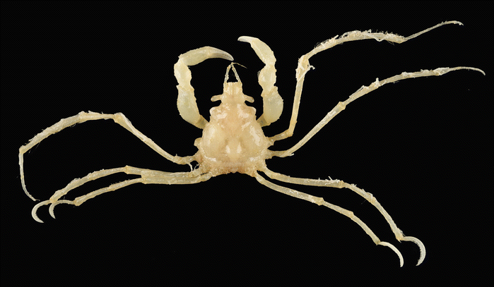 Family Inachidae Macleay 1838 Spider Crabs Decorator