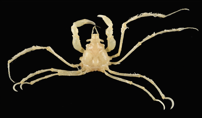 Family Inachidae Macleay 1838 Spider Crabs Decorator Crabs