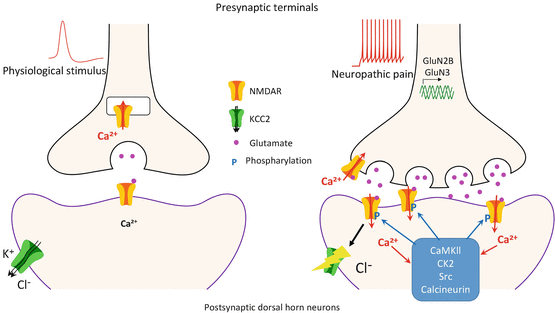 Nmda Receptors And Signaling In Chronic Neuropathic Pain Springerlink