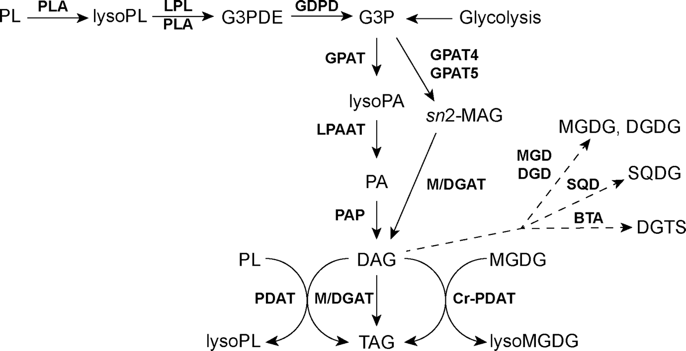 Membrane Homeostasis Upon Nutrient C N P Limitation Springerlink