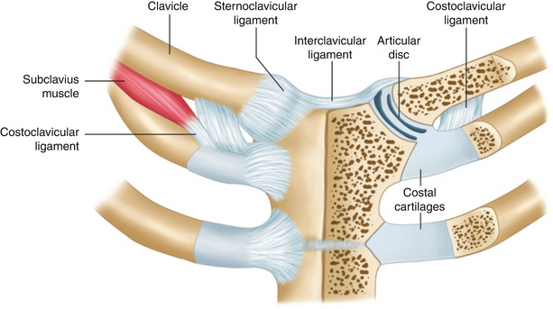 sternoclavicular joint)