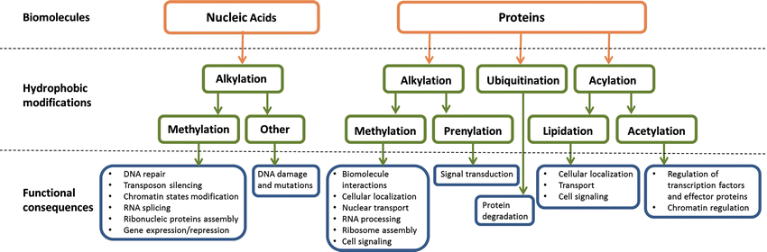 Hydrophobic Modifications Of Biomolecules An Introduction Springerlink Hydrophobic Modifications Of Biomolecules An Introduction Springerlink