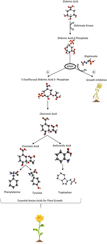 Biological Limitations On Glyphosate Biodegradation Springerlink