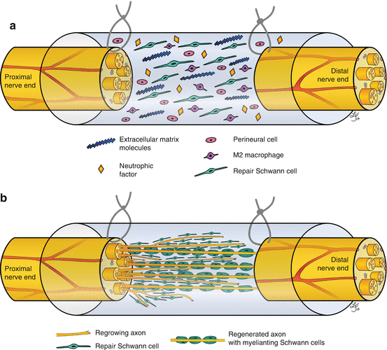 Peripheral Nerve Tissue Engineering An Outlook on Experimental